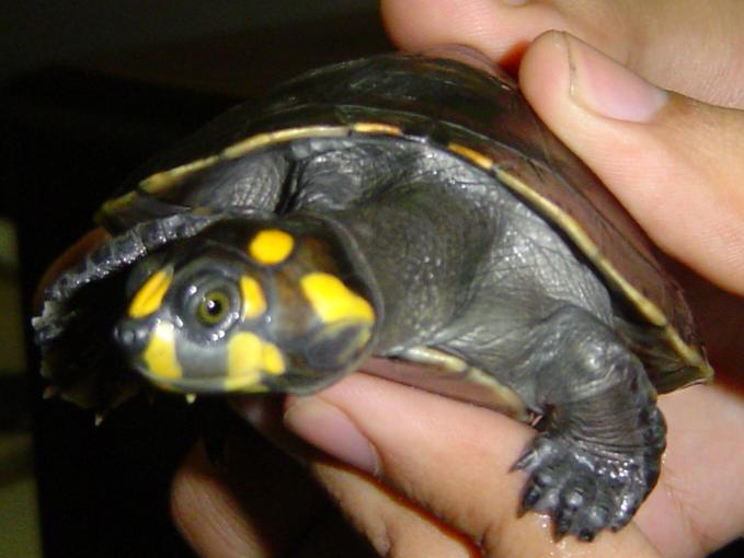 Podocnemis Unifilis