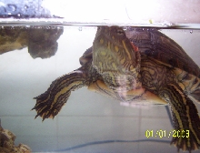 Red ear slider