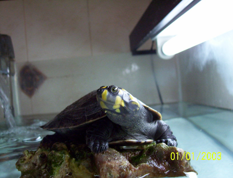 Podocnemis Unifilis 02