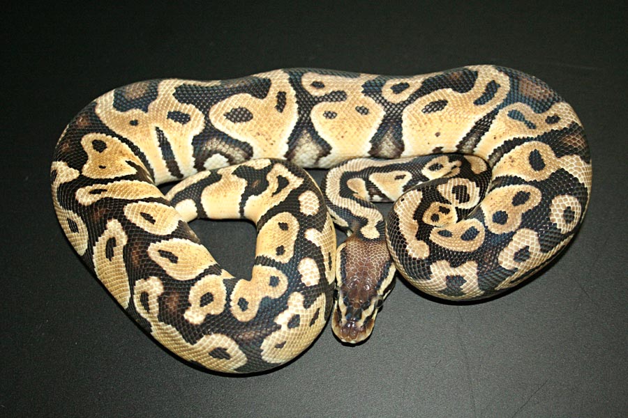 Female Pastel 2