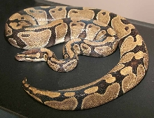 Het Ghost Female