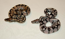 Axanthic & Normal