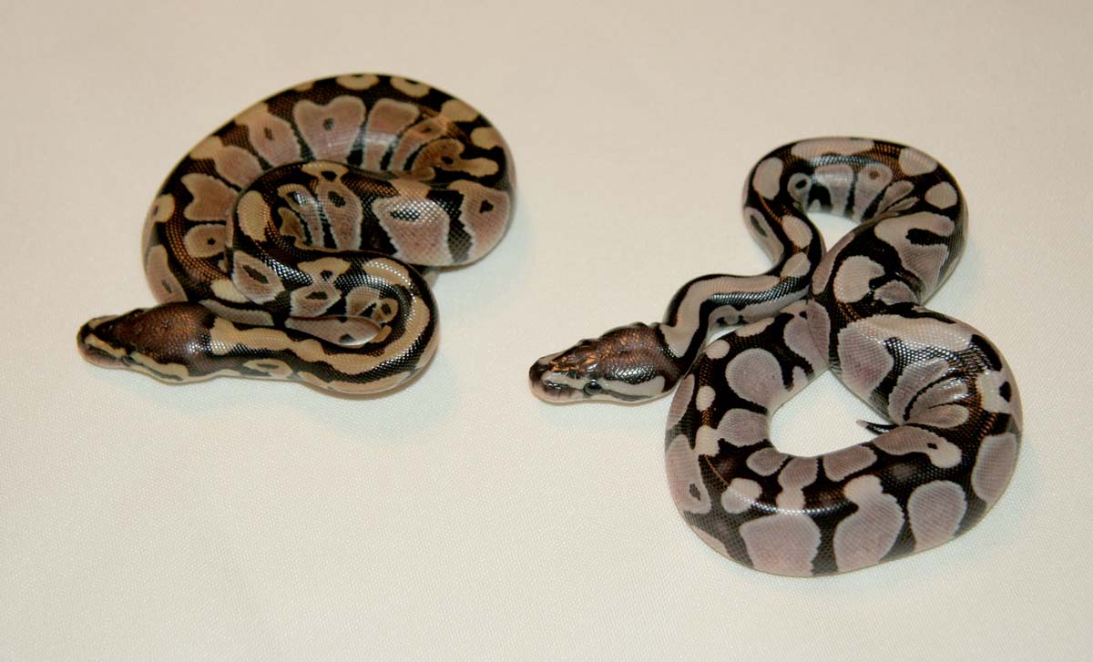 Axanthic & Normal