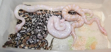 VPI Snow Clutch