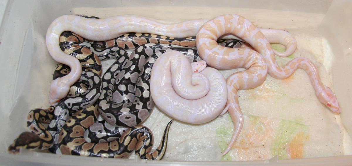 VPI Snow Clutch