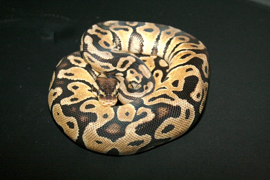 Female Pastel