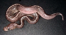 YB Onyx