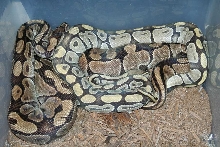 Ghost Breeding