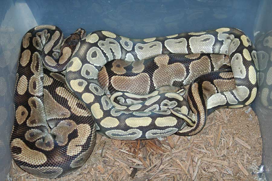 Ghost Breeding