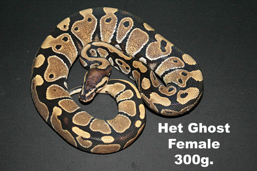 Het Butterscotch Ghost Female