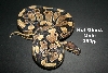 Male Het Ghost 350kg