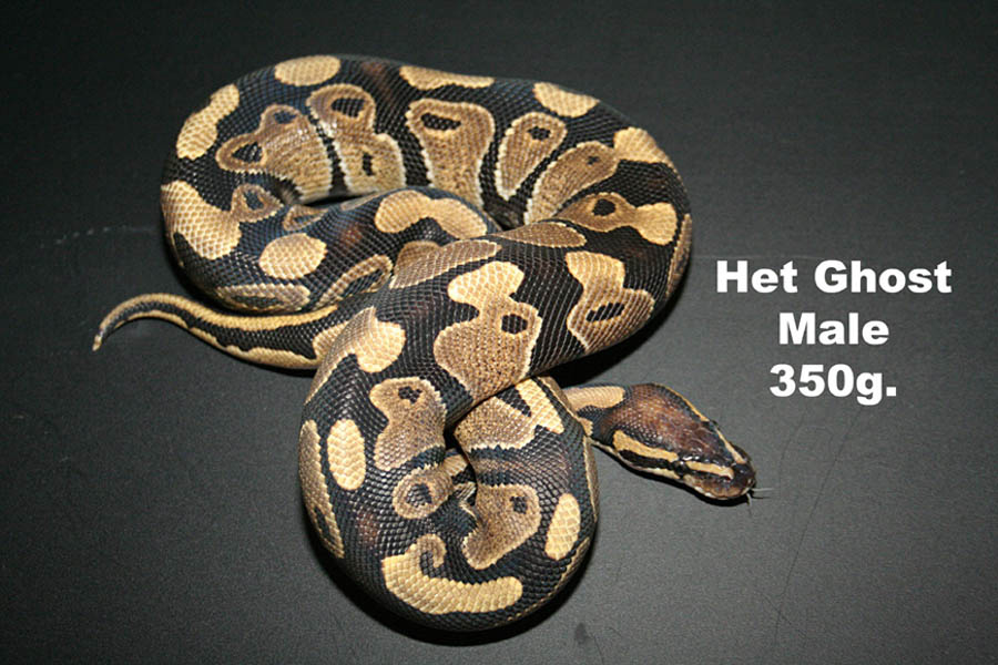 Male Het Ghost 350kg