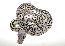Super Pastel Het Red Axanthic