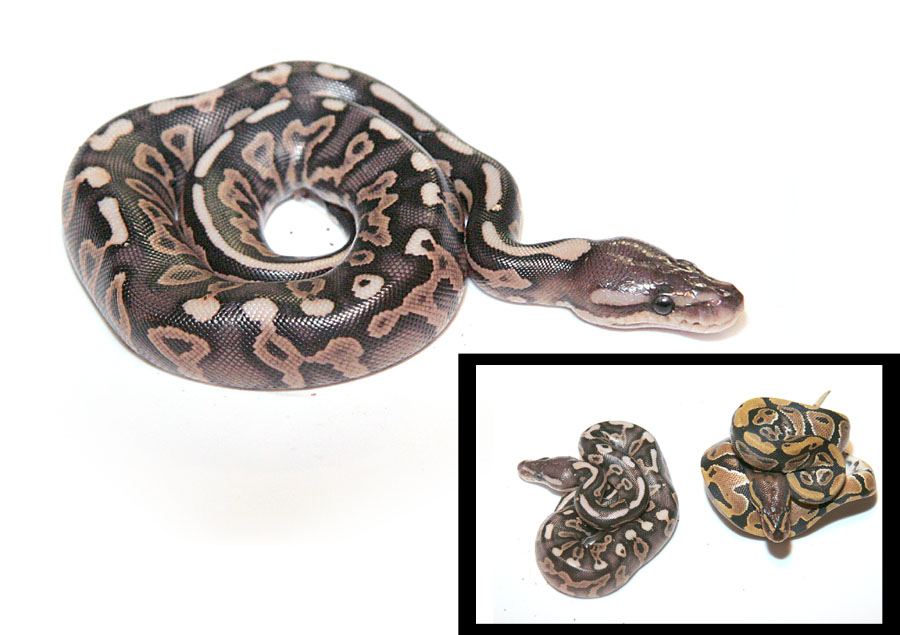 YB Black Pastel