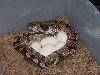 Het Hypos