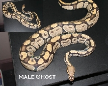 Ghost Male Breeder