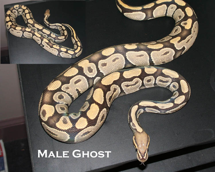 Ghost Male Breeder