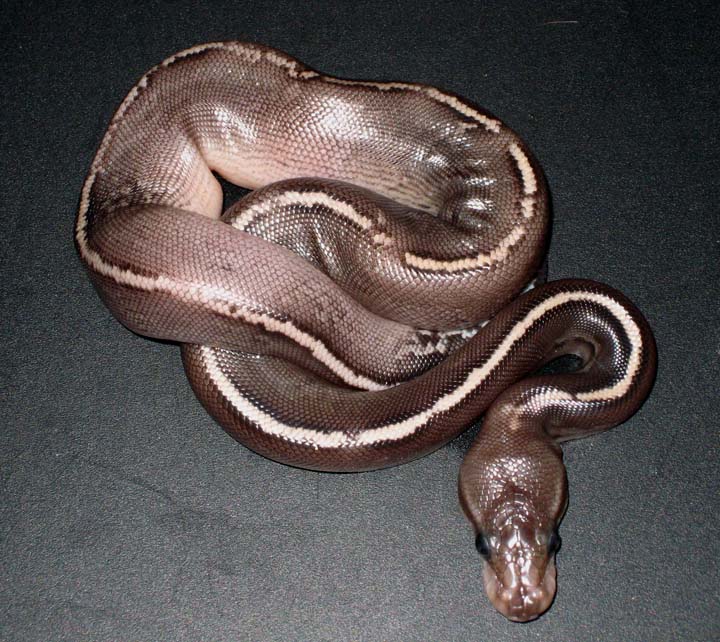 Onyx YB
