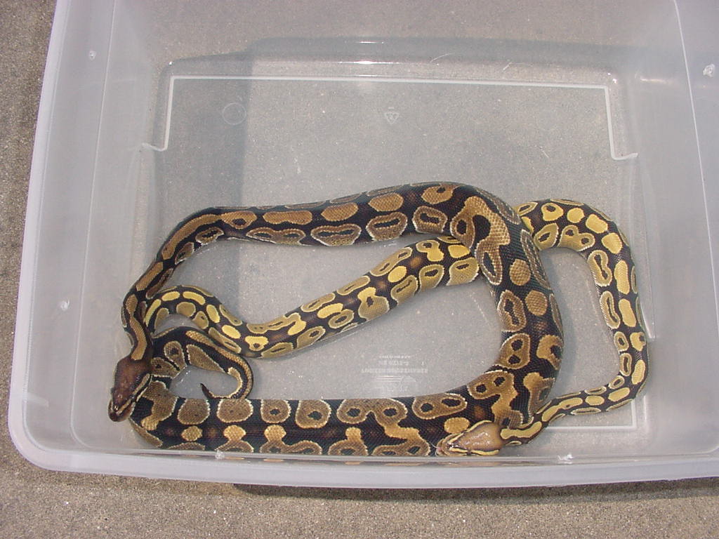 Hypo with Normal Ball