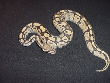 CH Hypo