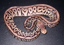 Pastel Red Axanthic