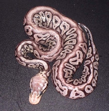 Red Axanthic Pastel