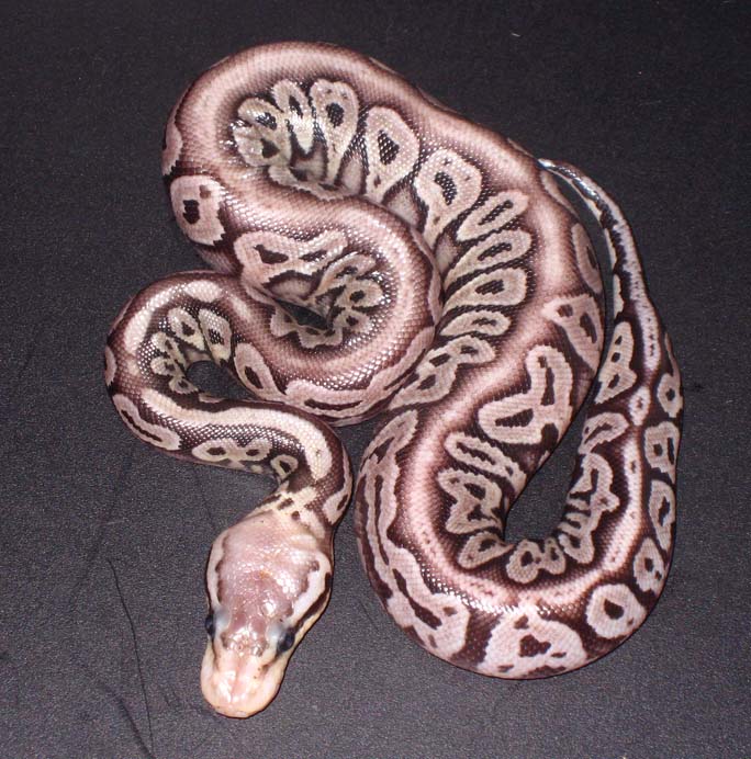 Red Axanthic Pastel