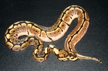 Het Red Axanthic Spider