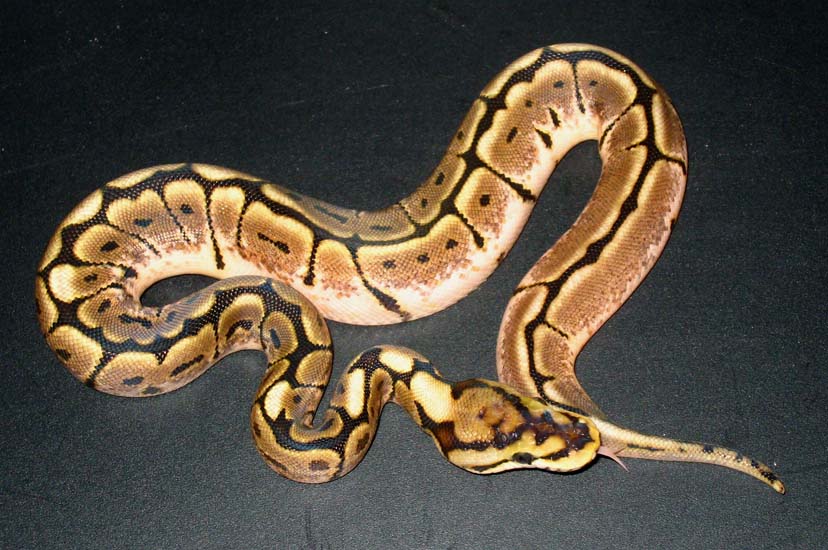 Het Red Axanthic Spider
