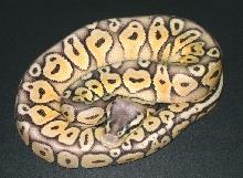 Super Pastel Het Red