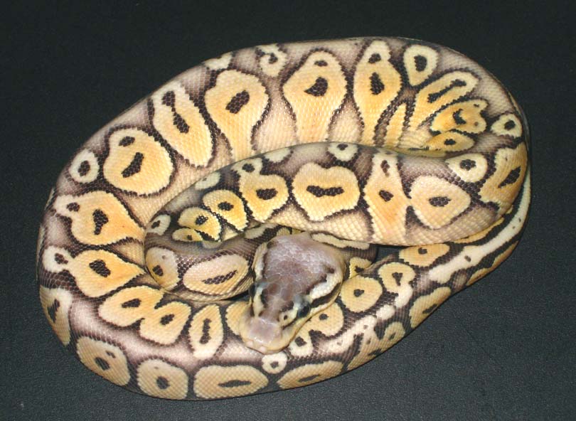 Super Pastel Het Red