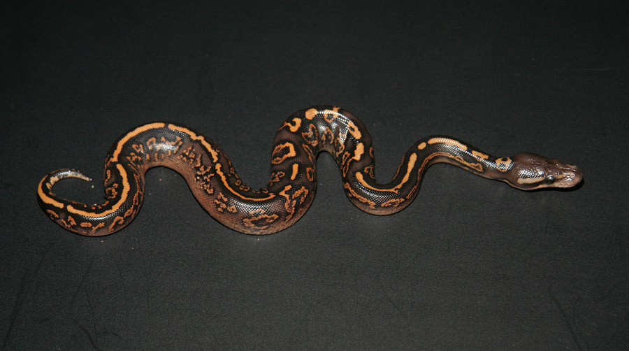 Busy Black Pastel 2