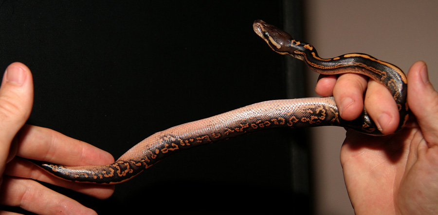 Busy Black Pastel Belly