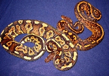 Yellow Belly combo
