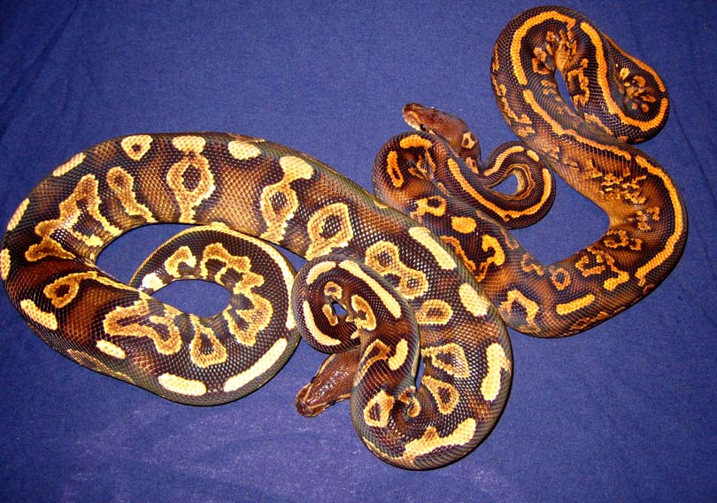 Yellow Belly combo
