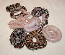 VPI Snow Clutch Pic2