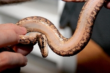 Yellow belly black pastel belly