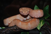 Eyelash Palm Pitviper