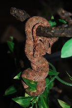 Eyelash Palm Pitviper