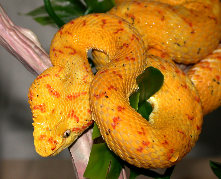 Eyelash Palm Pitviper