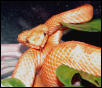 Pumpkin Eyelash Palm Pitviper