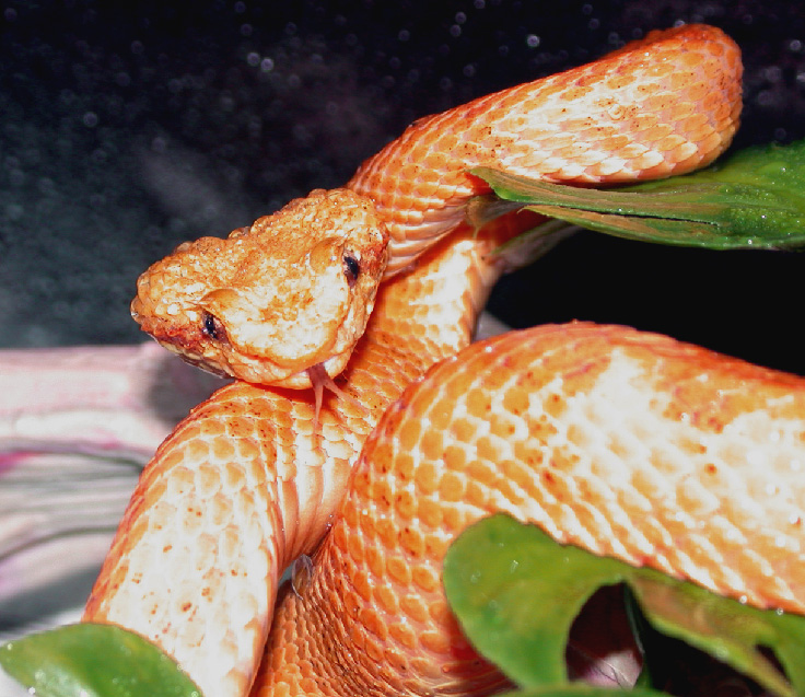 Pumpkin Eyelash Palm Pitviper