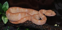 Eyelash Palm Pitviper