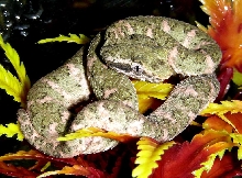 Eyelash Palm Pitviper