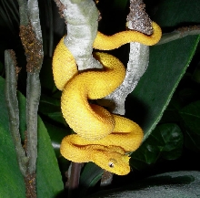 Eyelash Palm Pitviper