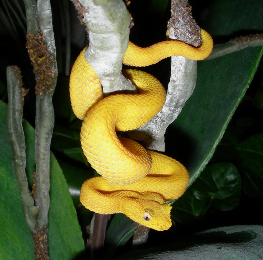 Eyelash Palm Pitviper