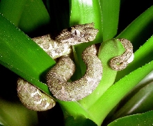 Eyelash Palm Pitviper