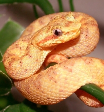 Eyelash Palm Pitviper