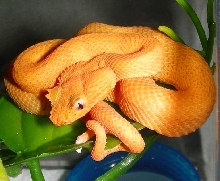 Eyelash Palm Pitviper