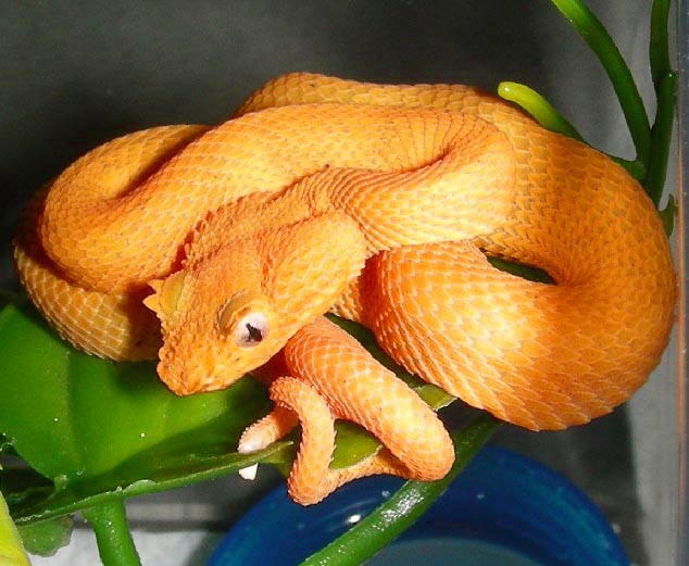 Eyelash Palm Pitviper